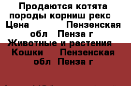 Продаются котята породы корниш-рекс › Цена ­ 5 000 - Пензенская обл., Пенза г. Животные и растения » Кошки   . Пензенская обл.,Пенза г.